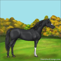 Horse Color:Black 