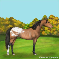 Horse Color:Bay Appaloosa Rabicano