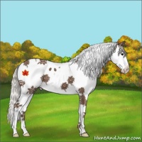 Horse Color:Silver Black Splash Tobiano 