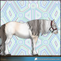 Horse Color:White Spotted Bay Dun Rabicano  and White Spotted Amber Champagne Dun Rabicano 