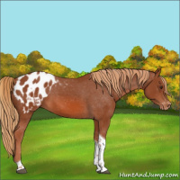 Horse Color:Chestnut Sabino Tobiano Appaloosa Rabicano 