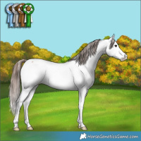 Horse Color:Bay Roan Splash Appaloosa Rabicano 