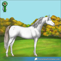Horse Color:Bay Roan Splash Appaloosa Rabicano 