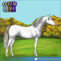 Horse Color:Bay Roan Splash Fewspot Rabicano 