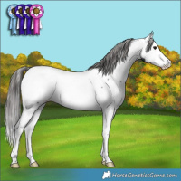 Horse Color:Black Splash Appaloosa