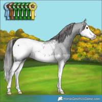 Horse Color:Blue Roan Splash Appaloosa