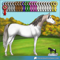 Horse Color:Bay Roan Splash Appaloosa Rabicano