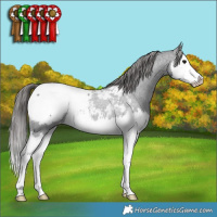 Horse Color:Blue Roan Splash Near Fewspot Rabicano 