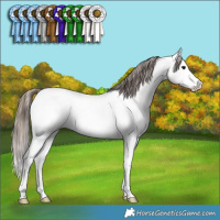 Horse Color:Bay Splash Appaloosa Rabicano