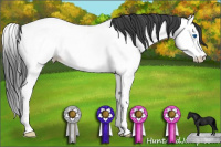 Horse Color:Black Splash Appaloosa Rabicano 