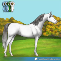 Horse Color:Black Splash Appaloosa 