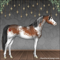 Horse Color:White Spotted Bay Sabino 