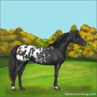 Horse Color:Blue Roan Appaloosa 