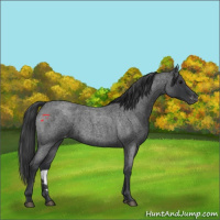 Horse Color:Blue Roan Varnish 