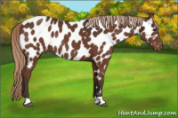 Horse Color:Liver Chestnut Near Leopard Rabicano