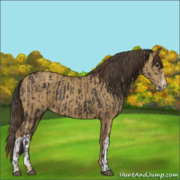 Horse Color:Smoky Black  and Classic Cream Champagne 