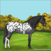 Horse Color:Blue Roan Near Leopard 