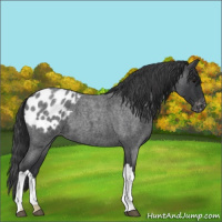 Horse Color:Blue Roan Appaloosa