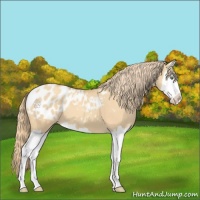 Horse Color:Gold Champagne Dun Splash Appaloosa 