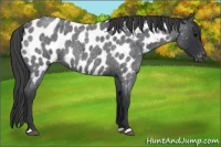 Horse Color:Blue Roan Near Leopard 