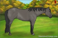 Horse Color:Grullo Rabicano 