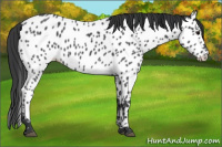 Horse Color:Blue Roan Appaloosa