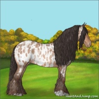 Horse Color:Amber Champagne Appaloosa  and Amber Champagne Roan Appaloosa 