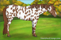Horse Color:Chestnut Appaloosa 
