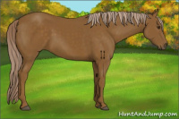 Horse Color:Chocolate Palomino 