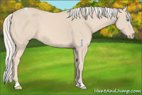 Horse Color:Cremello Tobiano 