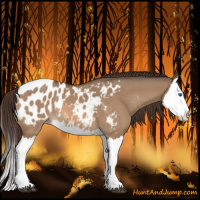 Horse Color:Bay Dun Splash Appaloosa