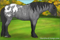 Horse Color:Blue Roan Appaloosa 