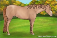 Horse Color:Gold Champagne