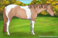 Horse Color:Gold Champagne Tobiano 