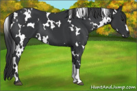 Horse Color:White Spotted Black