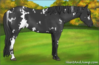 Horse Color:White Spotted Black