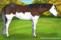 Horse Color:Brown Splash