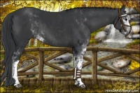 Horse Color:Platinum Black Sabino 