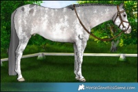 Horse Color:Platinum Brown Sabino Blanket Rabicano 