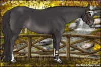 Horse Color:Platinum Smoky Black Sabino Appaloosa