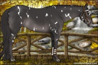 Horse Color:Platinum White Spotted Smoky Black Sabino Rabicano 