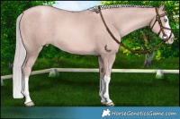 Horse Color:Platinum Gold Champagne Splash 
