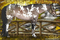 Horse Color:Platinum White Spotted Brown 