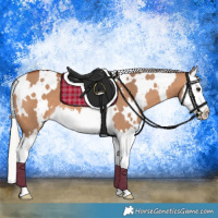 Horse Color:White Spotted Silver Bay Dun Splash 