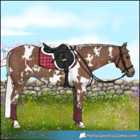 Horse Color:White Spotted Silver Black