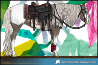 Horse Color:White Spotted Silver Black Appaloosa 