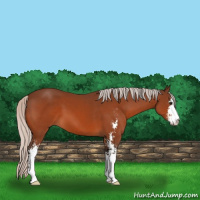 Horse Color:Silver Bay Sabino 