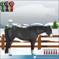 Horse Color:Black Sabino Tobiano 