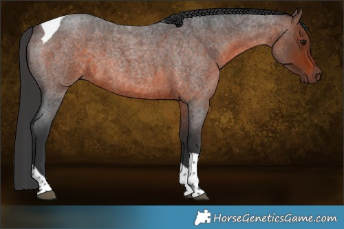 Horse Color:Brown Roan Tobiano 