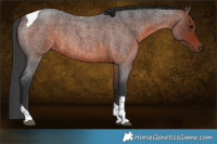 Horse Color:Brown Roan Tobiano 